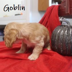 puppy, for, sale, Cocker Spaniel, Joe & Cherri  Overlease, dog, breeder, Miller, MO, dog-breeder, puppy-for-sale, forsale, nearby, find, puppyfind, locator, puppylocator, aca